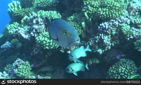 Doppelfleck Schnapper, Lutjanus bohar, red snapper in the sea.