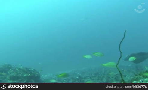 Eagle Ray Swimming Close To Sea Bed