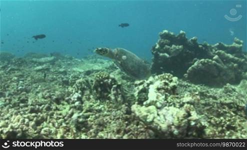 Echte Karettschildkröte (Eretmochelys imbricata), hawksbill turtles, am Korallenriff.