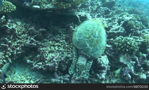 Echte Karettschildkröte (Eretmochelys imbricata), hawksbill turtles, bei der Nahrungssuche, am Korallenriff.