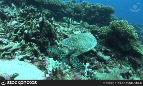 Echte Karettschildkröte (Eretmochelys imbricata), hawksbill turtles, bei der Nahrungssuche, am Korallenriff.