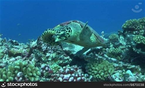 Echte Karettschildkröte (Eretmochelys imbricata), hawksbill turtles, mit Schwimmbewegungen, am Korallenriff.
Formatted (Translated):
Real hawksbill turtle (Eretmochelys imbricata), hawksbill turtles, with swimming movements, at the coral reef.