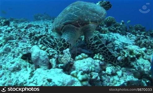Echte Karettschildkröte (Eretmochelys imbricata), hawksbill turtles, rollt ihren Körper, am Korallenriff.
Formatted (Translated):
Real hawksbill turtle (Eretmochelys imbricata), rolls its body, on the coral reef.