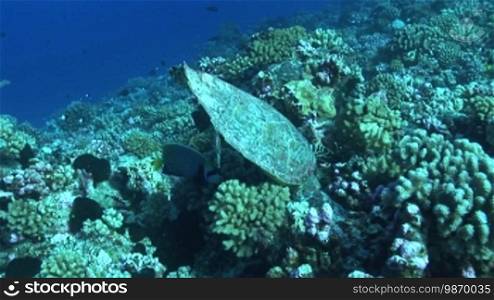 Echte Karettschildkröte (Eretmochelys imbricata), hawksbill turtles, rollt ihren Körper, am Korallenriff.
Formatted (Translated):
Real hawksbill turtle (Eretmochelys imbricata), rolls its body, at the coral reef.