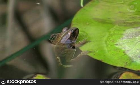 Ein Frosch hängt regungslos am Rand eines Blatts / Seerosenblatts in einem ruhigen Gewässer / Teich und schwimmt dann weg; um ihn Schilf.