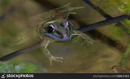 Ein Frosch liegt ruhig und ausgestreckt über einem kleinen Ast/Stück Schilf im Wasser/in einem Teich.