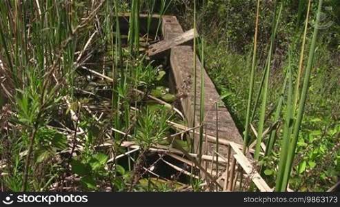 Ein Frosch sitzt auf einem großen grünen Blatt / Seerosenblatt in einem ruhigen Gewässer / Teich umgeben von einem Holzbalken und grüner nasser Wiese und Schilf.