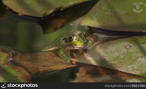 Ein Frosch sitzt in einem ruhigen Gewässer / Teich; um ihn große grüne Blätter / Seerosenblätter.