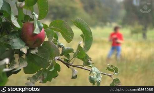 Ein roter reifer Apfel hängt an einem Apfelbaum. Im Hintergrund eine Frau auf einem Feld, die aus einer Flasche trinkt.