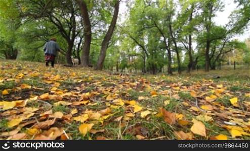 Elderly woman herding goats in autumn, lockdown, Wide Angle, Surface Level