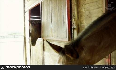 English thoroughbred horses in stable at riding school