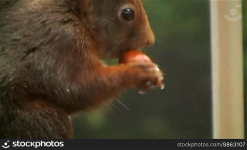 Es wird ein Eichhörnchen gezeigt, wie es eine Nuss aufhebt, sie schält und dann isst.