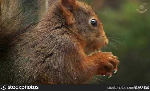 Es wird ein mummelndes Eichhörnchen gezeigt. Es beobachtet beim Essen aufmerksam seine Umgebung.