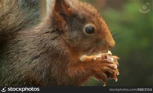 Es wird ein mummelndes Eichhörnchen von vorne gezeigt. Es beobachtet beim Essen aufmerksam seine Umgebung.
Formatted (Translated):
A mumbling squirrel is shown from the front. It attentively observes its surroundings while eating.