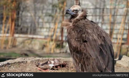 Eurasian Black Vulture