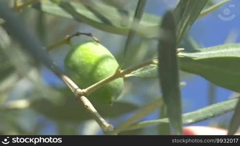 Extreme close-up shot of a hand taking a green olive from the tree. Harvest season