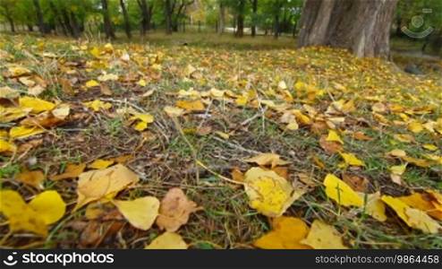 Fallen yellow leaves at autumn park. Wide angle. Dolly shot. Surface level.
