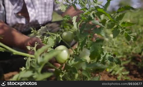 Farming and cultivations in Latin America. Farmer walking in tomato field, inspecting the quality of plants and vegetables. He checks that there are no pests on leaves. Low angle, close-up shot.