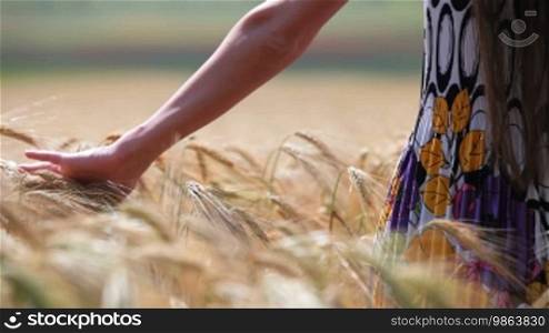 Female hand stroking the ears of wheat