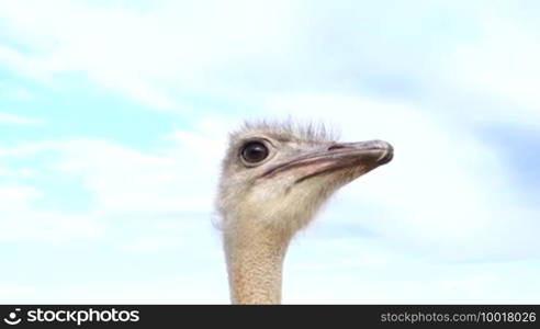 Female ostrich - recognizable by the gray beak - looks curiously around