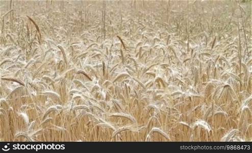Field of golden rye ready for harvest