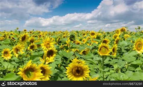 Field of yellow bright sunflowers and blue sky with clouds