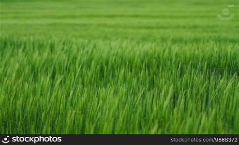 Field with green barley swaying in the wind