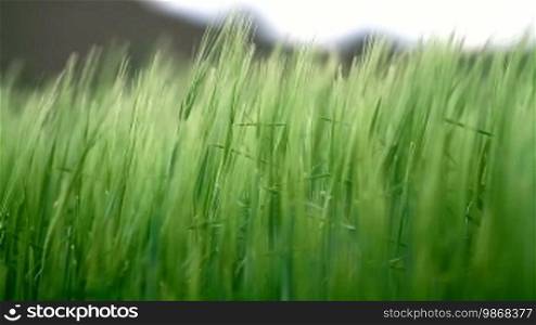 Field with green barley swaying in the wind, close up