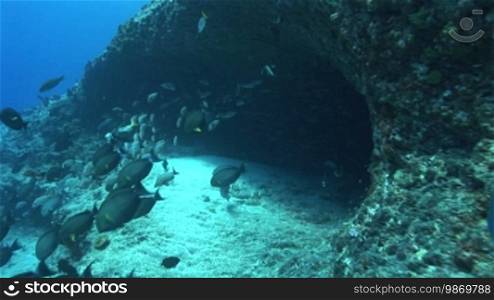 Fische, Fischschwarm, Korallen und Unterwasserhöhle