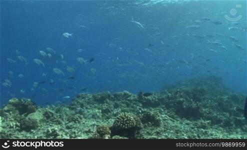 Flecken Pompano, smallspot pompano (Trachinotus baillonii), group at the coral reef.