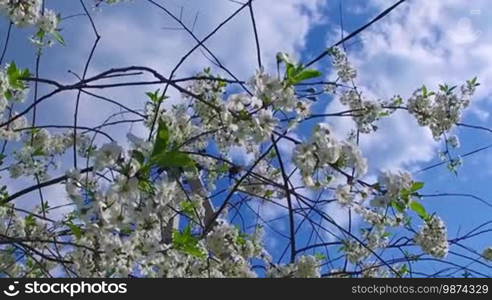 Flight of the Bumblebee collecting nectar from a cherry tree Slow Motion