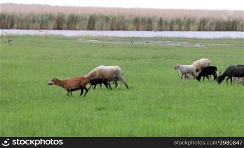 Flock of sheep in the meadow in spring