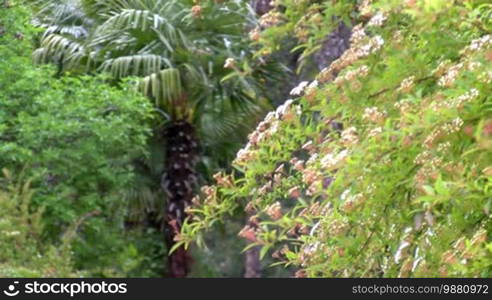 Flowering of Vorontsovsky Park in Crimea.