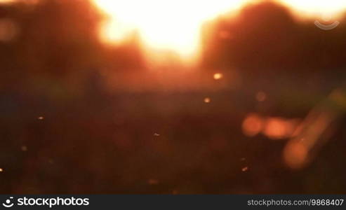 Flying gnats above cultivated earth, backlight