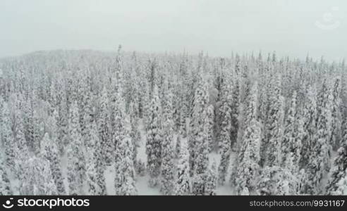 Flying over high fur trees covered with fluffy snow. Winter scene with snowy woods