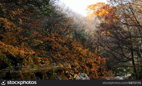 Forest and mountain in autumn, yellow leaves falling down.