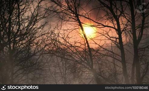 Forest at dusk with fog