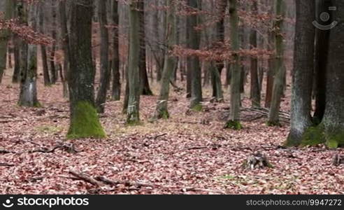 Forest at the autumn time