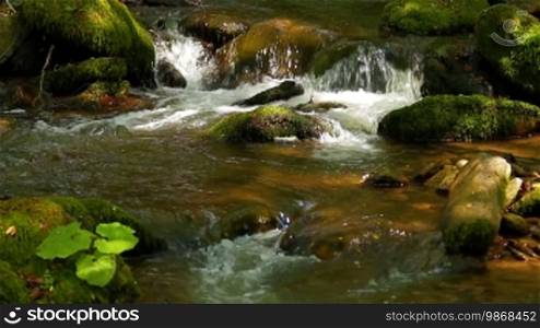 Forest creek with mossy stones and pure fresh water