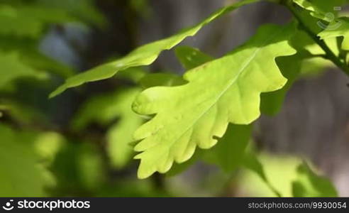 Forest detail, with young oak trees (Quercus petraea)