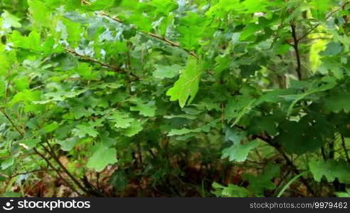 Forest detail, with young oak trees (Quercus petraea)