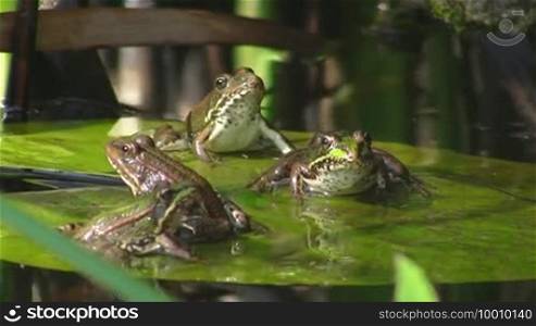 Four frogs, one small, three large, sit on a large green leaf / lily pad in calm water / pond, two jump away.