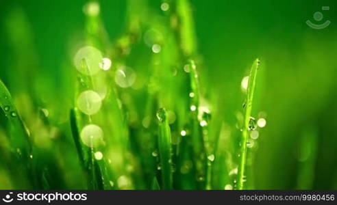 Fresh green grass under the rain