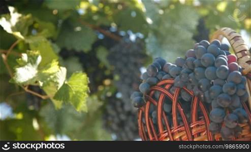 Fresh Harvest Dark Blue Grapes In Basket Against The Vine