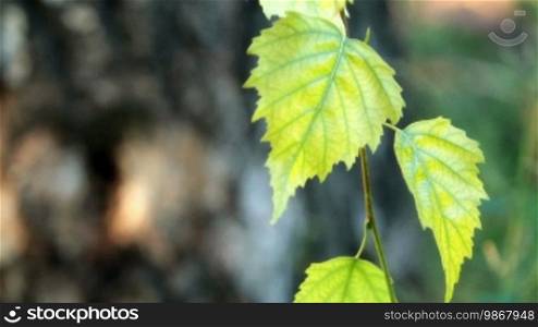 Fresh leaves of the Birch tree