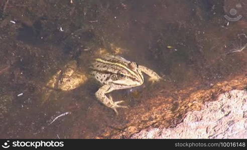 Frog peeking out of the water