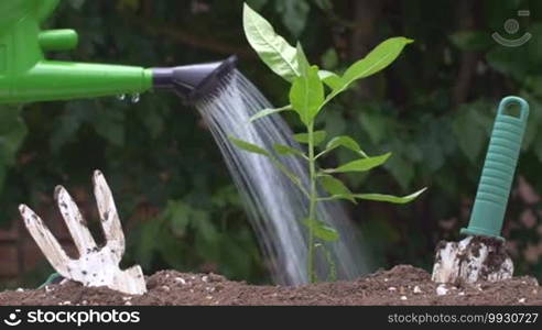 Full shot of a conceptual agriculture plant, growing food, nature