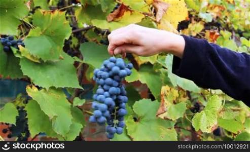 Gentle hand of woman holds and turns purple grapes racemation near vine, then takes it