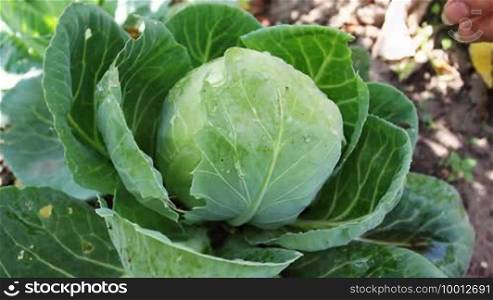 Gentle woman hands gather cabbage with knife, close-up