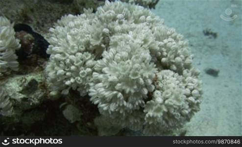 Geöffnete Korallenpolypen im Riff.